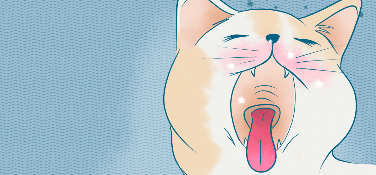  ¿por qué tu gato estornuda?