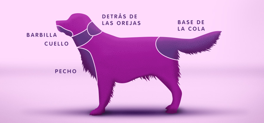 Dónde acariciar a tu perro