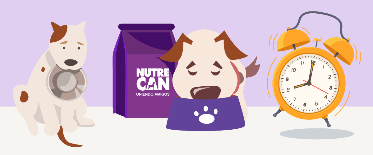 3 Tips para que tu perro coma despacio