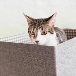 3 Camas para tu gato que puedes hacer con materiales reciclados 