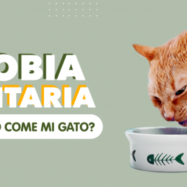 Neofobia alimentaria ¿es por eso que no come mi gato?
